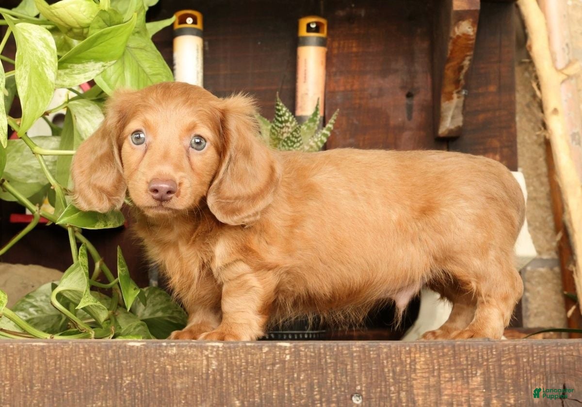Miniature Dachshund dogs for sale: Rocky - Ad 5