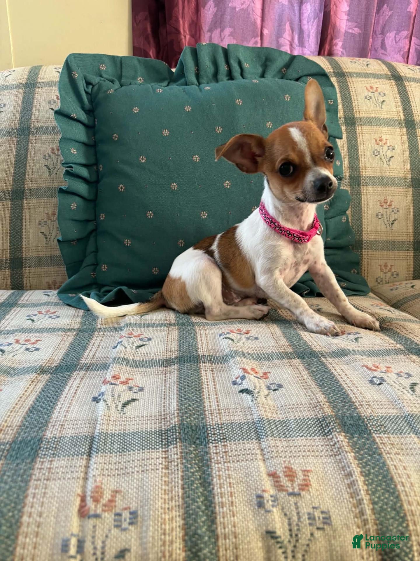 Chihuahua dogs for sale: ♡ Bobbi Girl ♡  - Ad 2