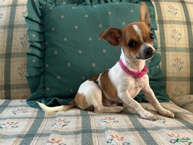 Chihuahua dogs for sale: ♡ Bobbi Girl ♡ - Ad 2
