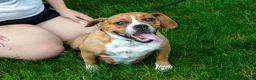 Beabull dogs for sale: Hazel - Ad 3