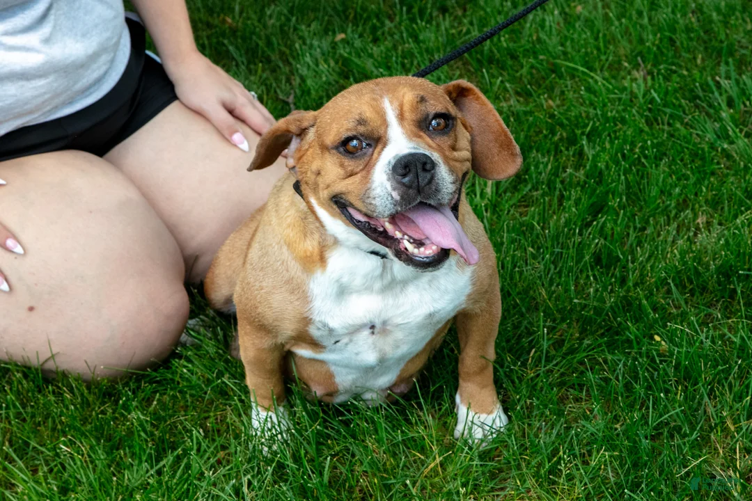 Beabull dogs for sale: Hazel - Ad 3
