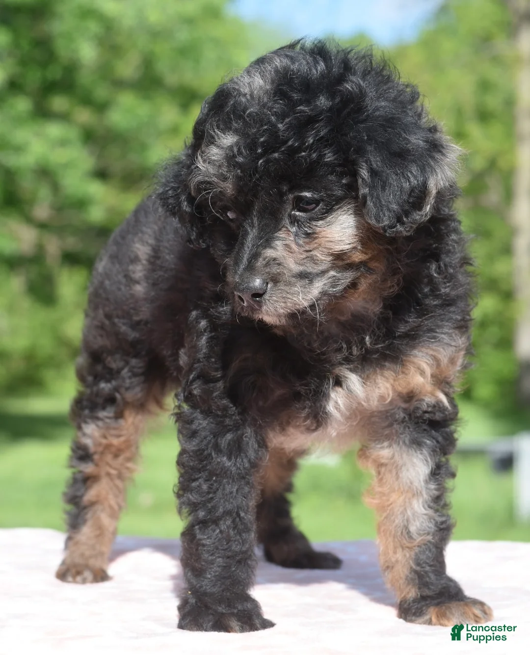 Toy Poodle dogs for sale: Bella Merle female puppy - Ad 1