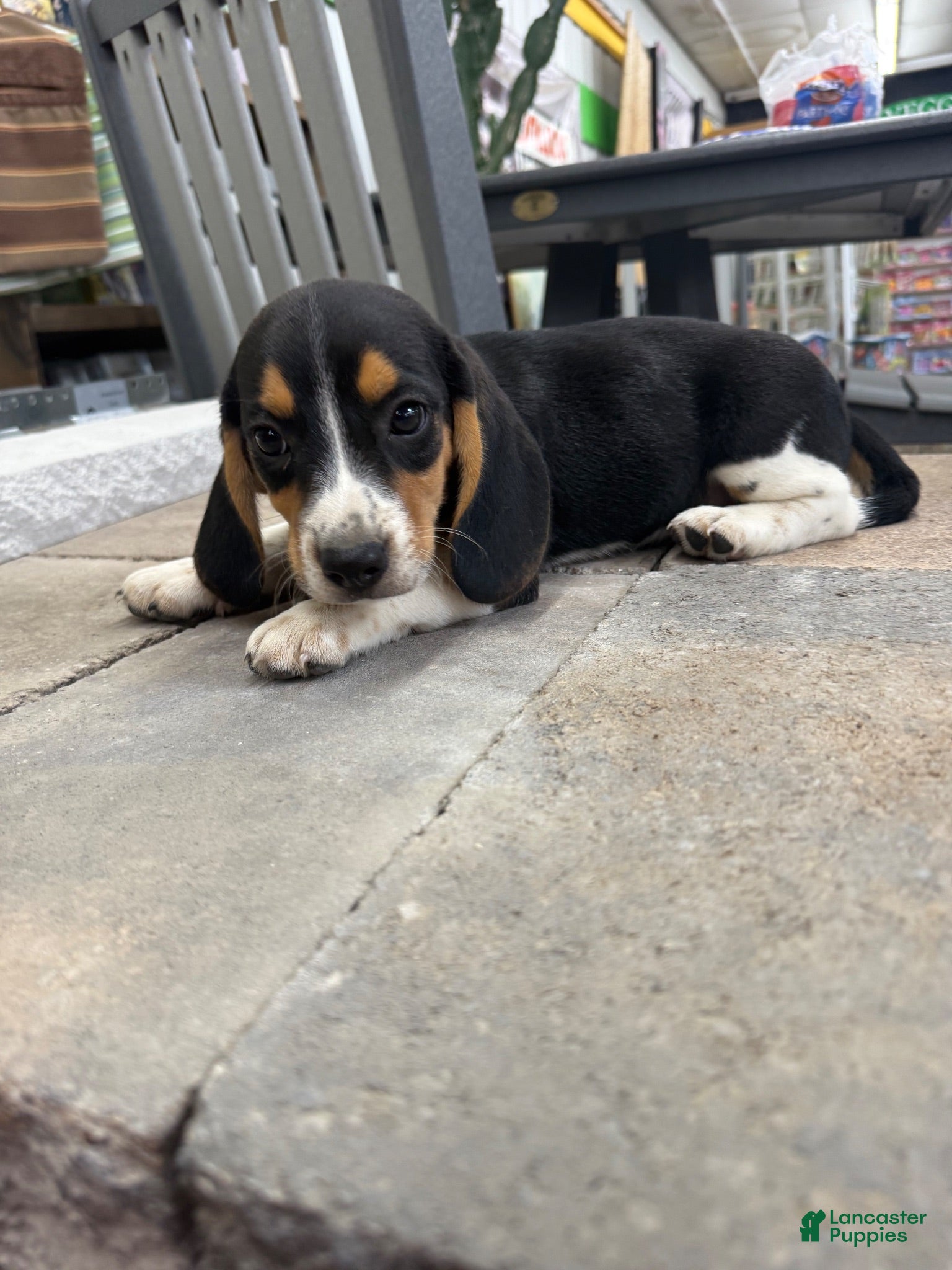 Beagle dogs AKC Simon - Ad 2