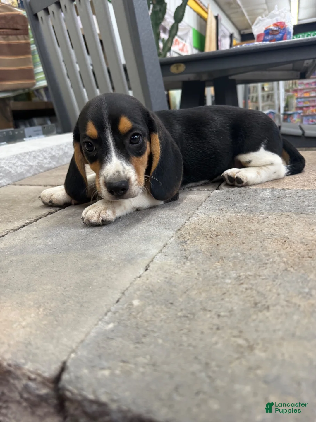 Beagle dogs for sale: AKC Simon - Ad 2