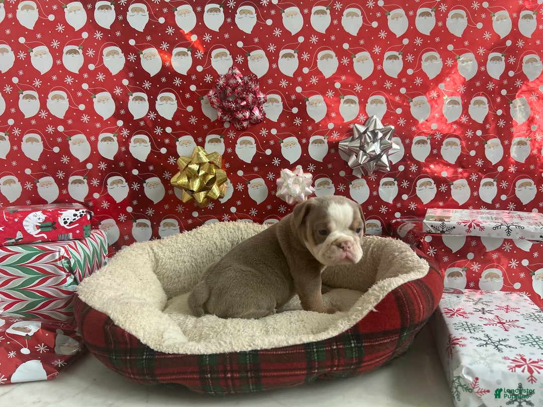 English Bulldog dogs for sale: Cooper - Ad 3