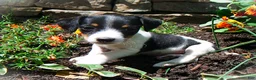 Jack Russell Terrier dogs for sale: Charlie - Ad 4