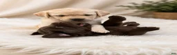 Labrador Retriever dogs for sale: Ruby - Ad 5