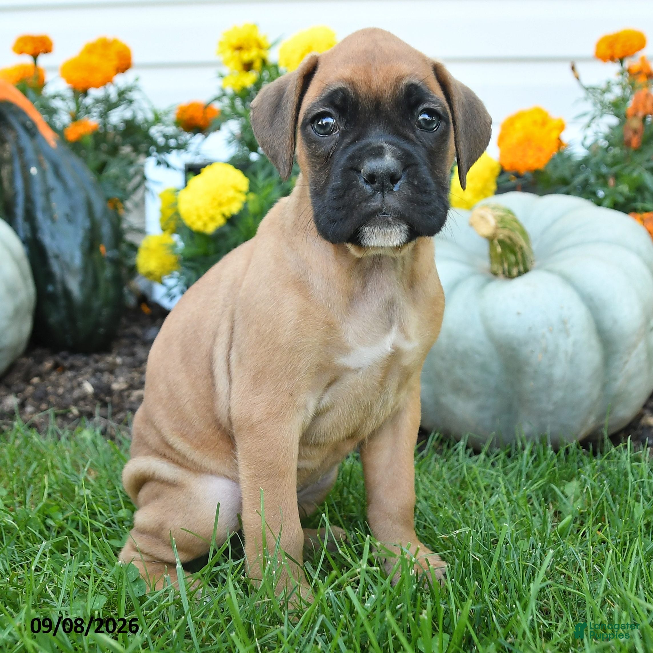 Boxer dogs London - Ad 2