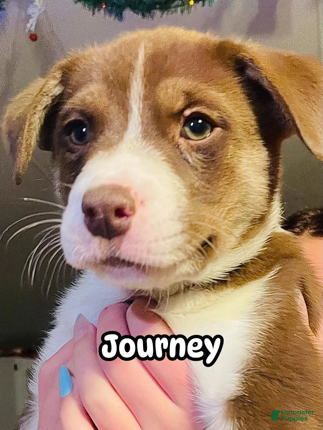 Mixed Breed dogs for sale: Mixed Breed Puppy 3 - Ad 1