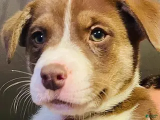 Mixed Breed dogs Mixed Breed Puppy 3 - Ad 23