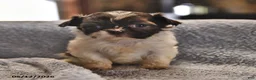 Shih Tzu dogs for sale: Mary - Ad 4