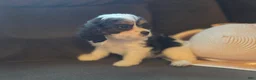 Cavapoo dogs for sale: Carrie  - Ad 3