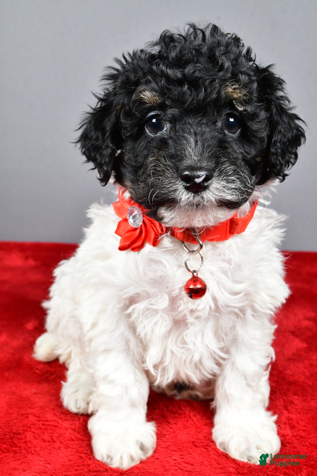 Miniature Poodle dogs for sale: April - Ad 3
