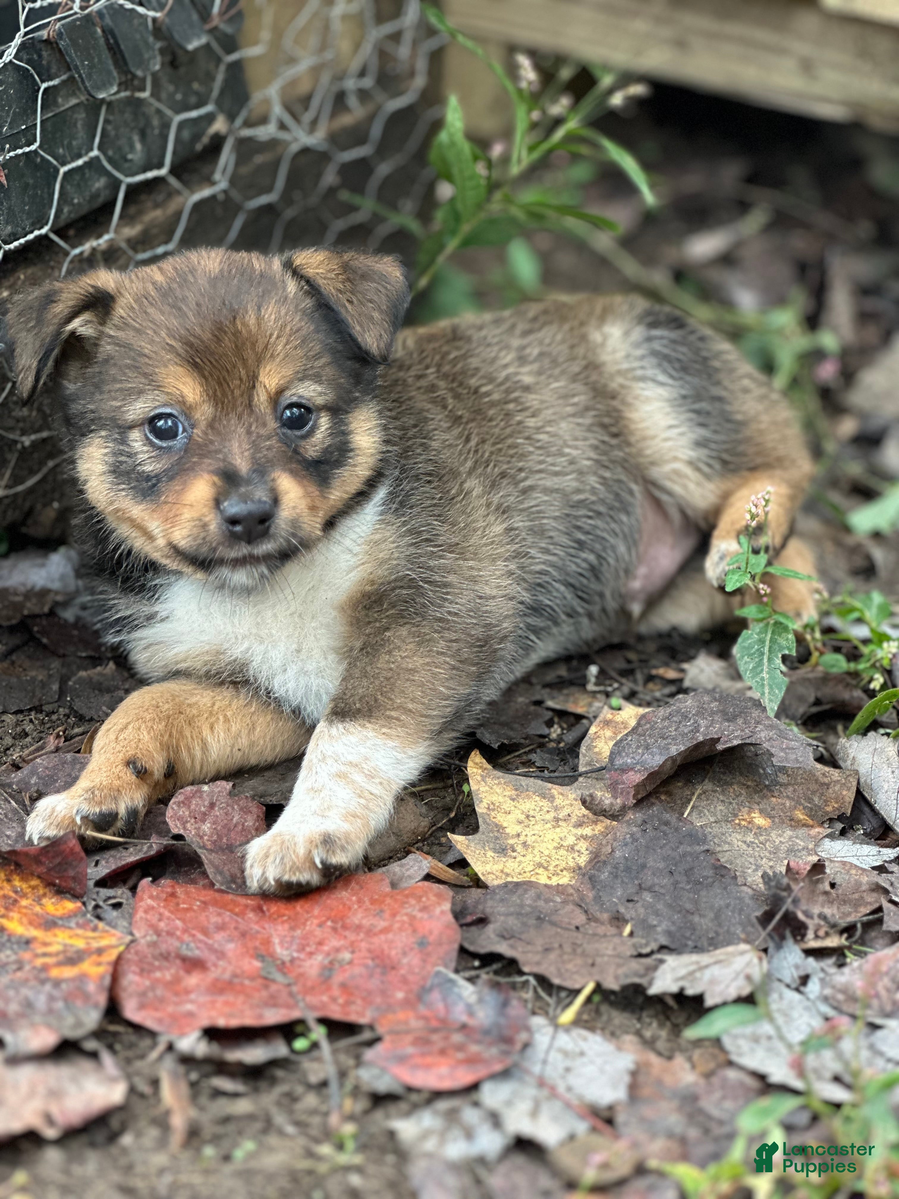Mixed Breed Puppies for sale in Lawrenceville, Georgia Lancaster