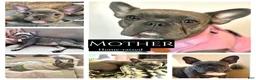 Frenchton dogs for sale: Maya - Ad 5