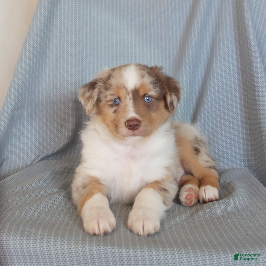 Miniature Australian Shepherd dogs Bingo - Ad 1
