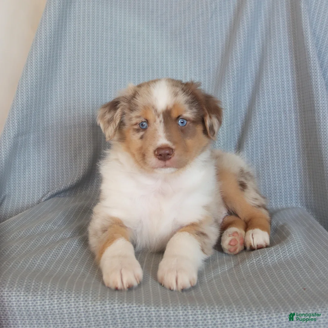 Miniature Australian Shepherd dogs for sale: Bingo - Ad 1