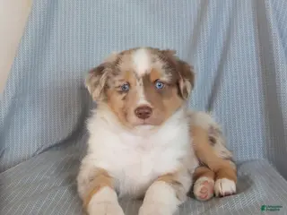 Miniature Australian Shepherd dogs for sale: Bingo - Ad 2