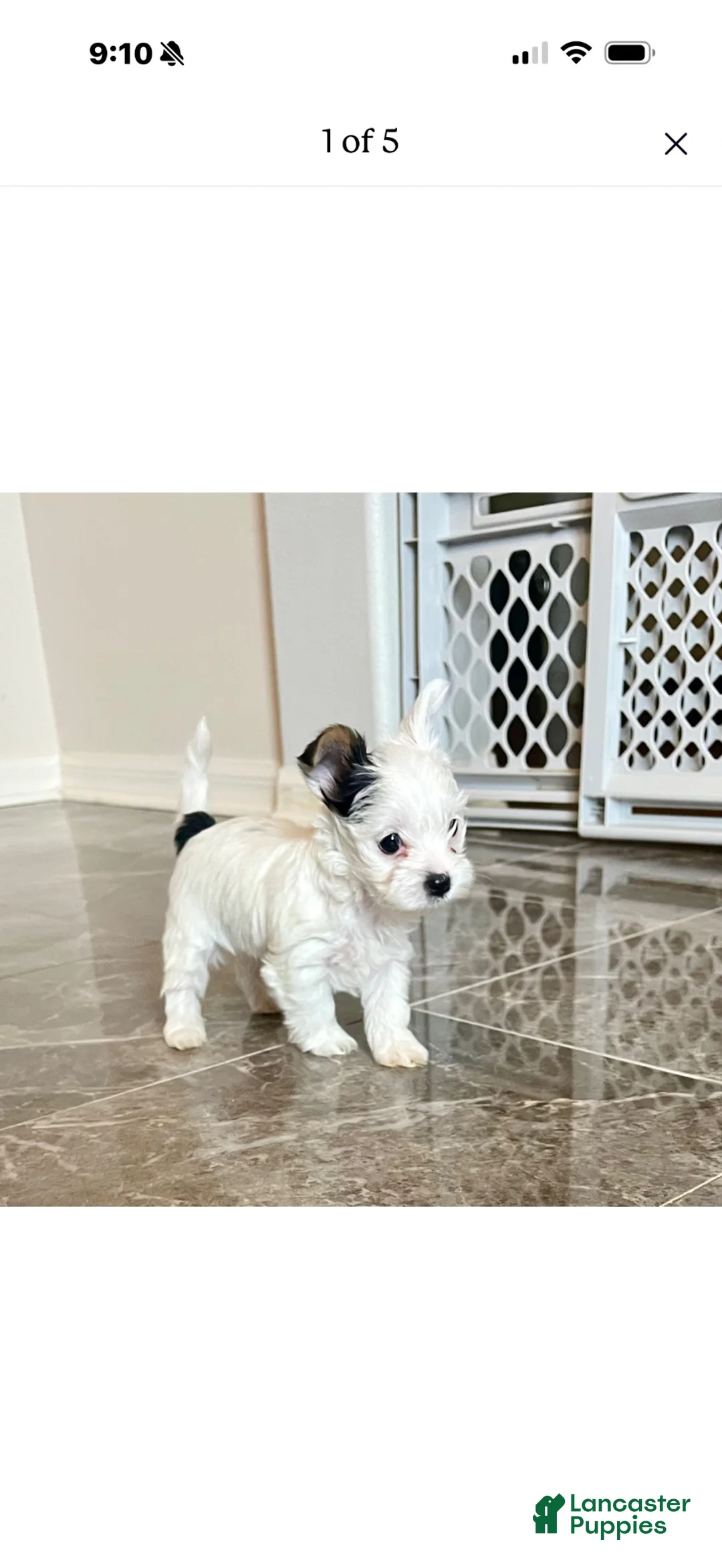 Yorkshire Terrier dogs for stud: Rare AKC Registered Parti Yorkie  - Ad 2