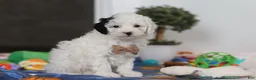 Miniature Poodle dogs for sale: Tate - Ad 3