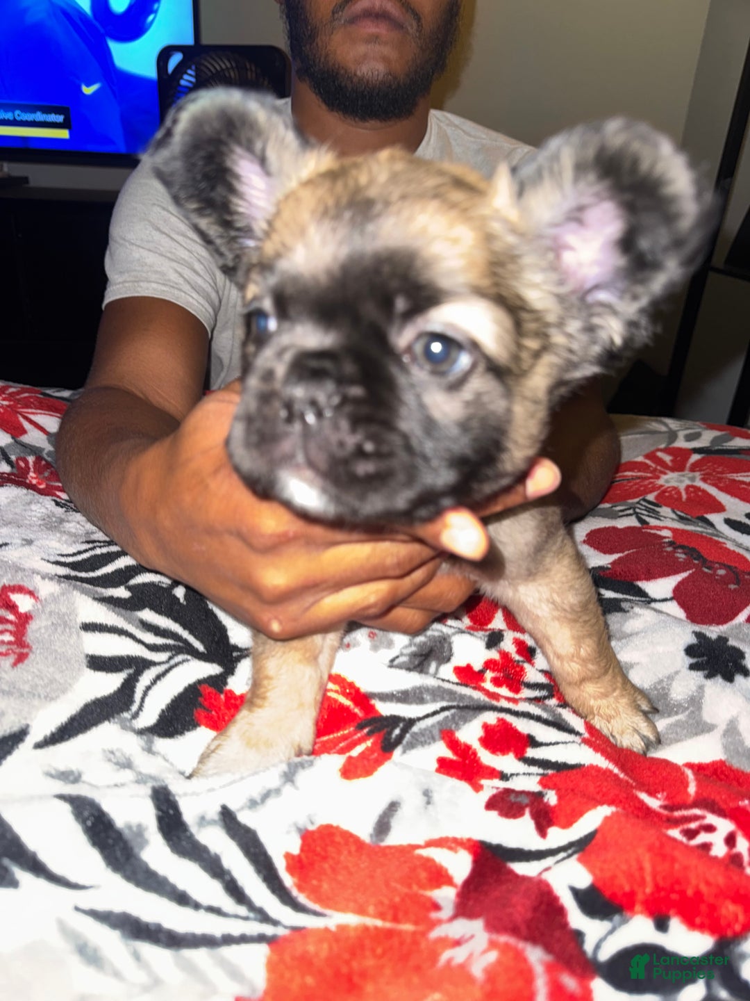 French Bulldog dogs for sale: French Bulldog Puppy 2 - Ad 1