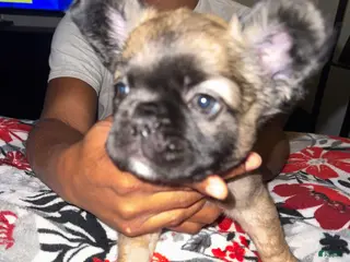 French Bulldog dogs French Bulldog Puppy 2 - Ad 12