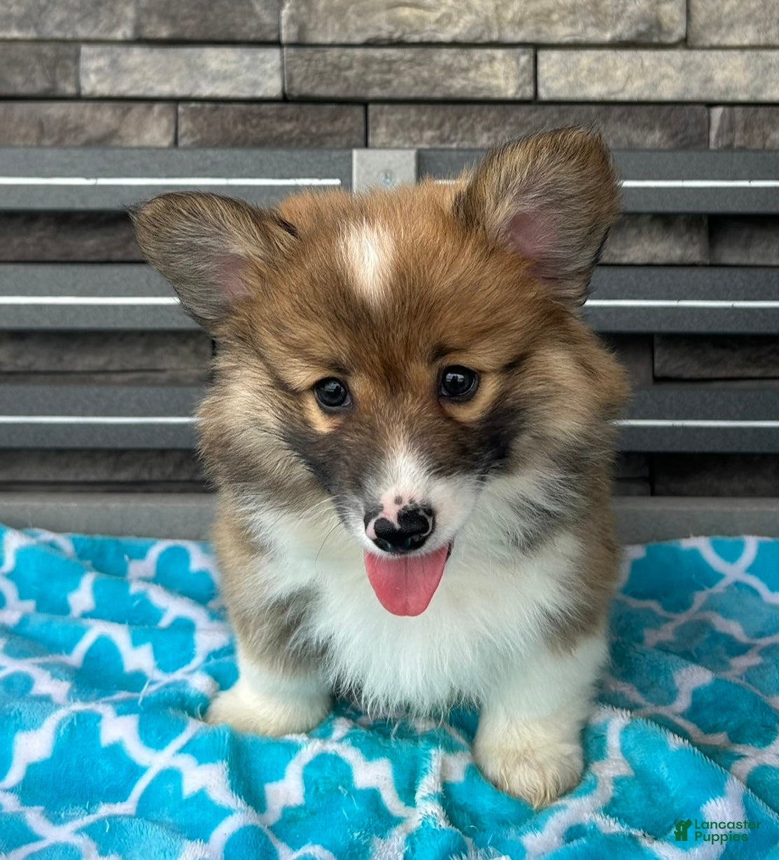 Welsh Corgi Pembroke dogs Roland Welsh Corgi Pembroke Puppy  - Ad 2
