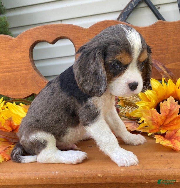 Cavalier King Charles Spaniel dogs Harris- Blue merle tri - Ad 2