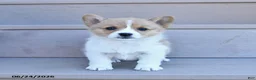 Welsh Corgi Pembroke dogs for sale: Pearl - Ad 3