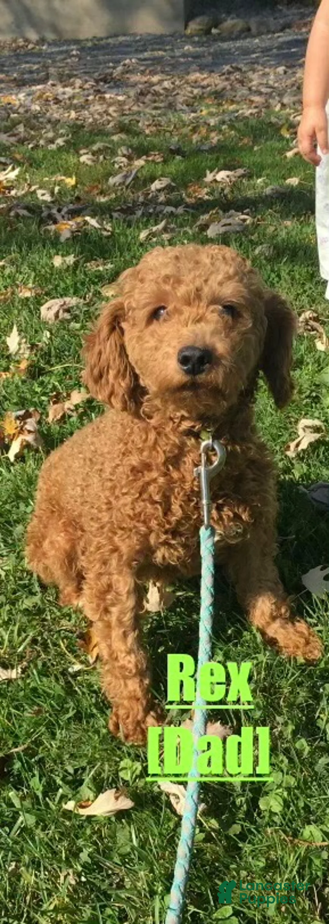 Shihpoo dogs for sale: Xara - Ad 6