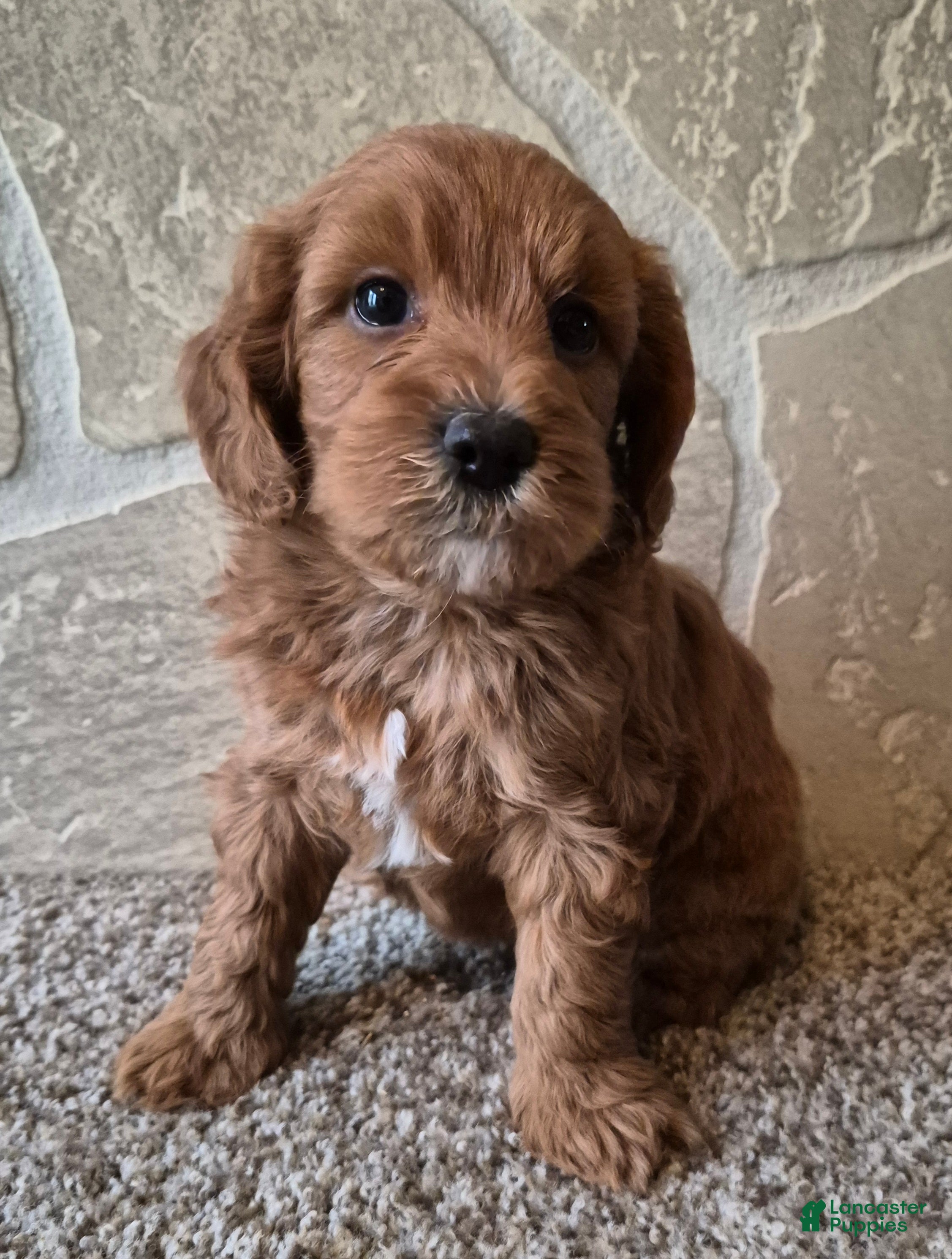Cavapoo dogs Cinnamon  - Ad 1