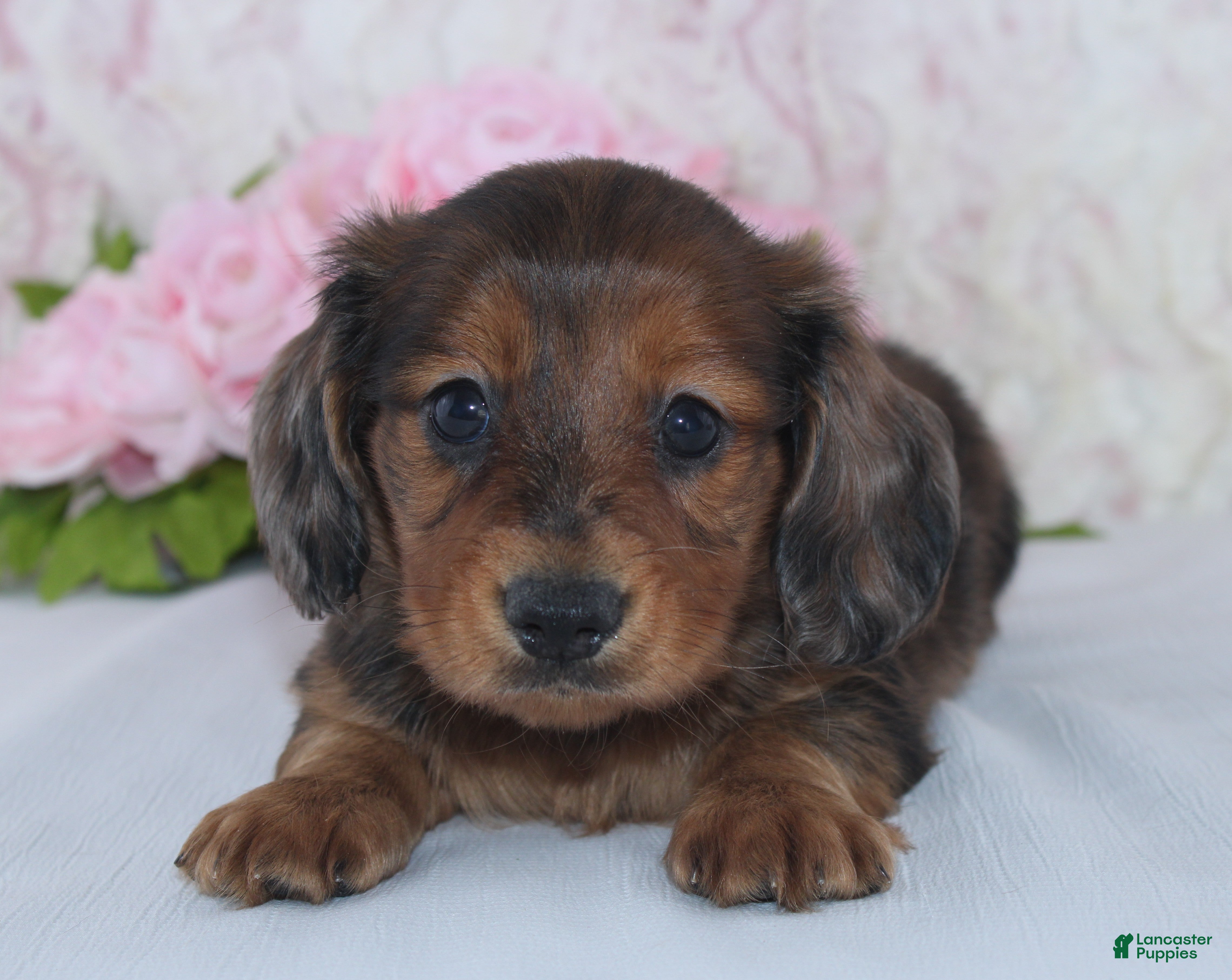 Miniature Dachshund dogs for sale: Shayla - Ad 2