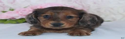Miniature Dachshund dogs for sale: Shayla - Ad 2