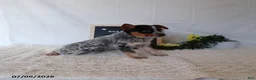 Australian Cattle Dog dogs for sale: Roscoe - Ad 4