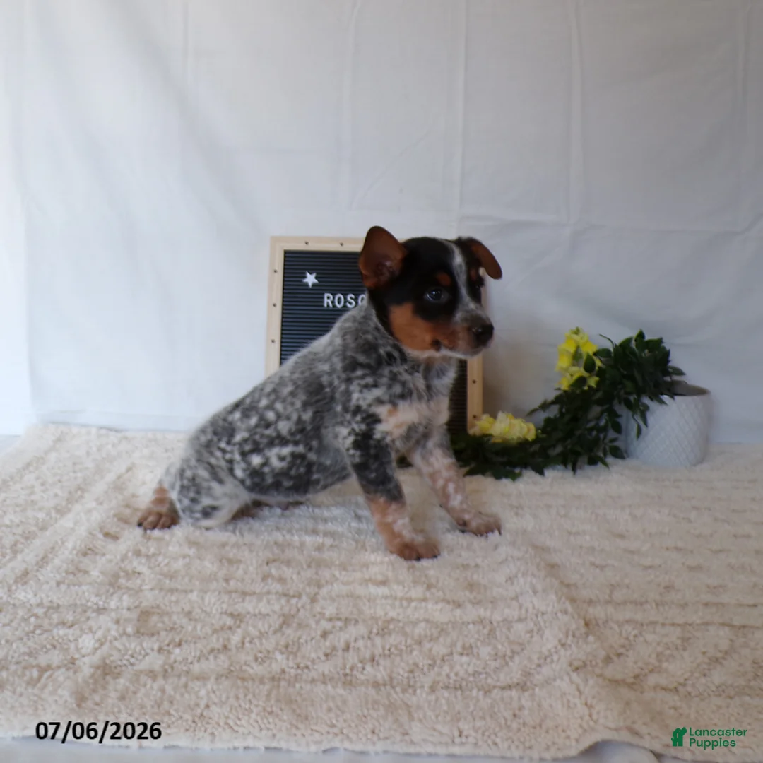 Australian Cattle Dog dogs for sale: Roscoe - Ad 4