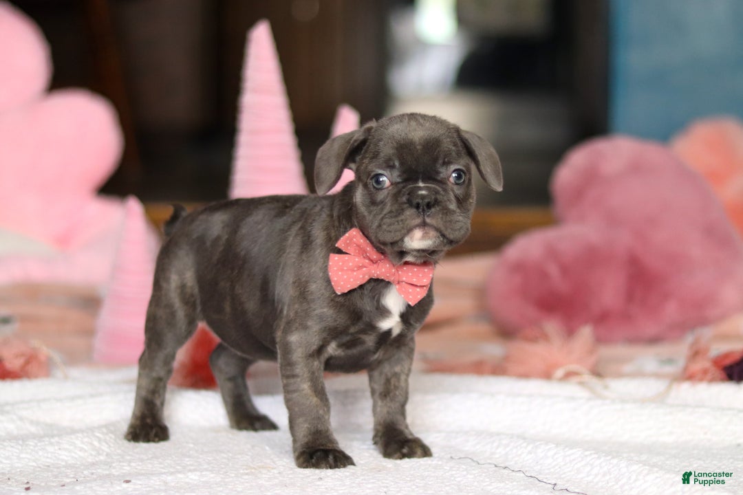 French Bulldog dogs for sale: Jenna - Ad 5