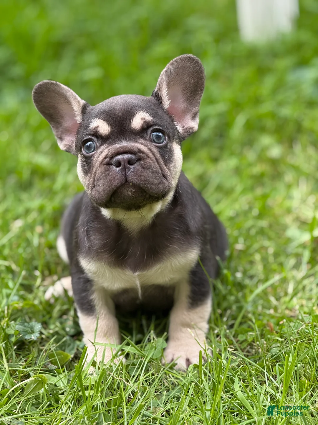 French Bulldog dogs for sale: Big Boy - Ad 1