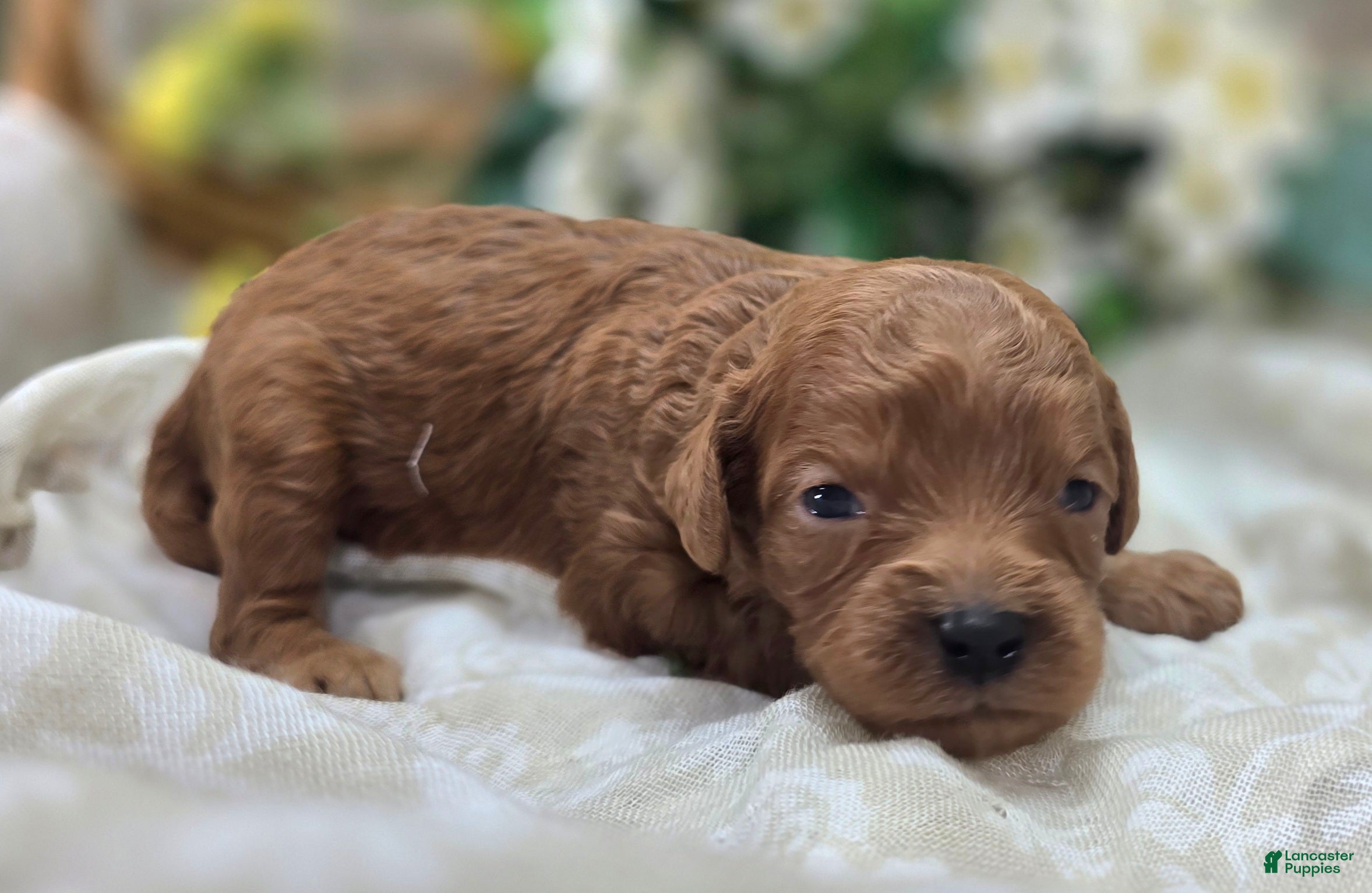 Cavapoo dogs Beetle - Ad 13