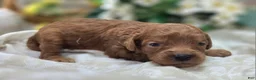 Cavapoo dogs for sale: Beetle - Ad 1