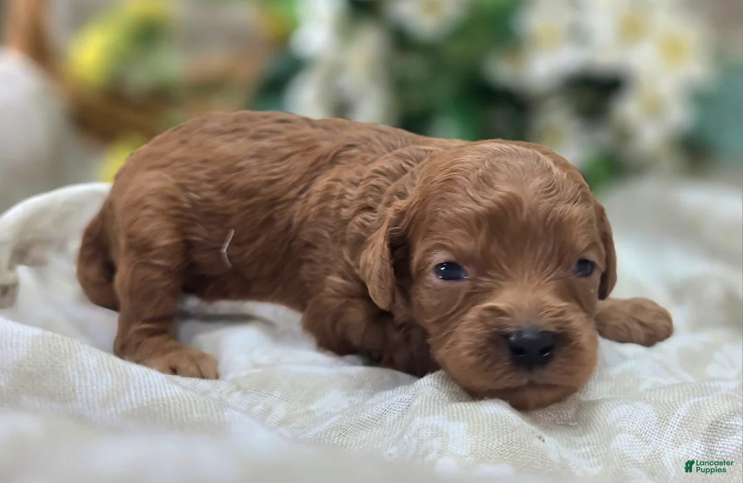 Cavapoo dogs for sale: Beetle - Ad 1