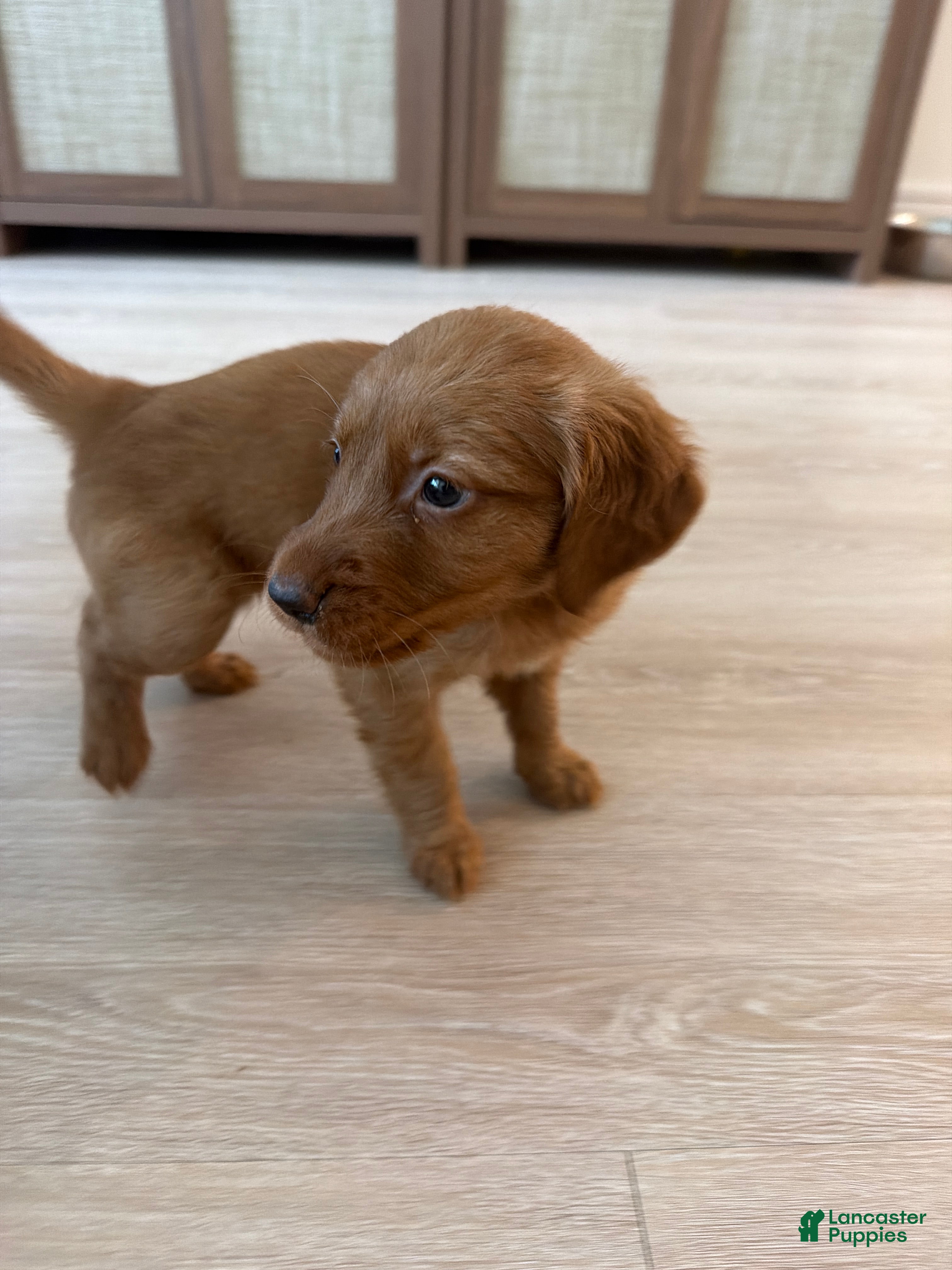 Golden Retriever dogs Golden Retriever Puppy 10 - Ad 6