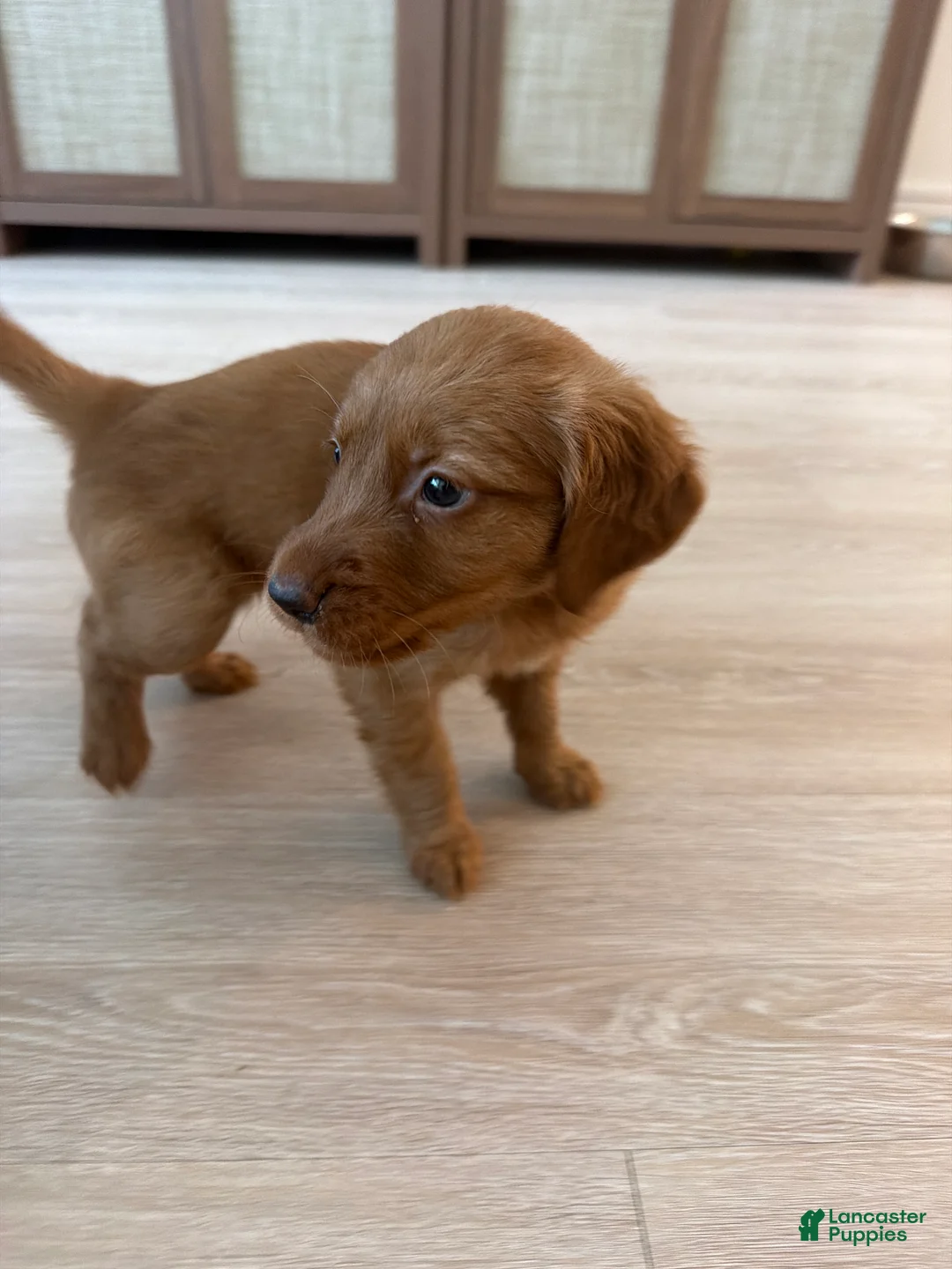 Golden Retriever dogs for sale: Golden Retriever Puppy 10 - Ad 1