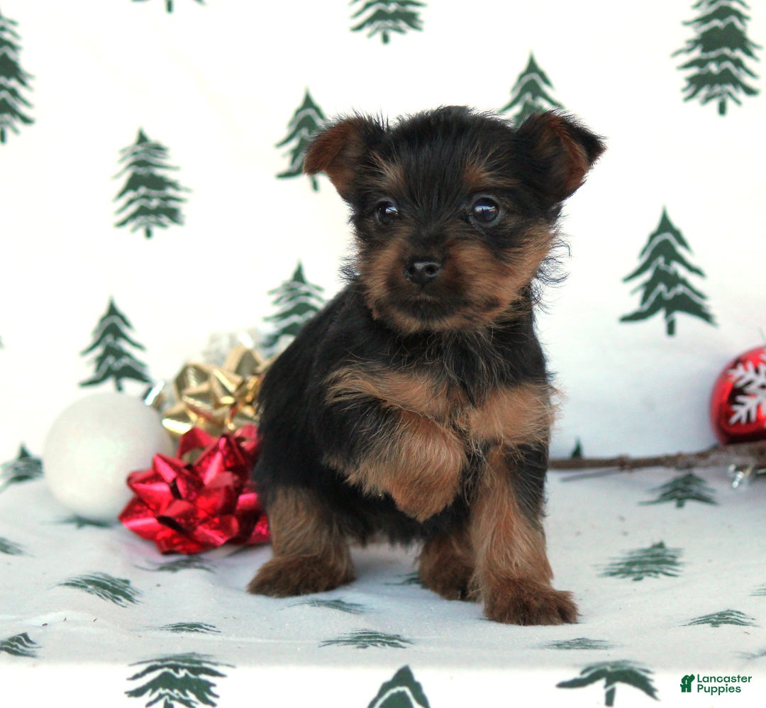 Yorkshire Terrier dogs for sale: Tessa - Ad 4