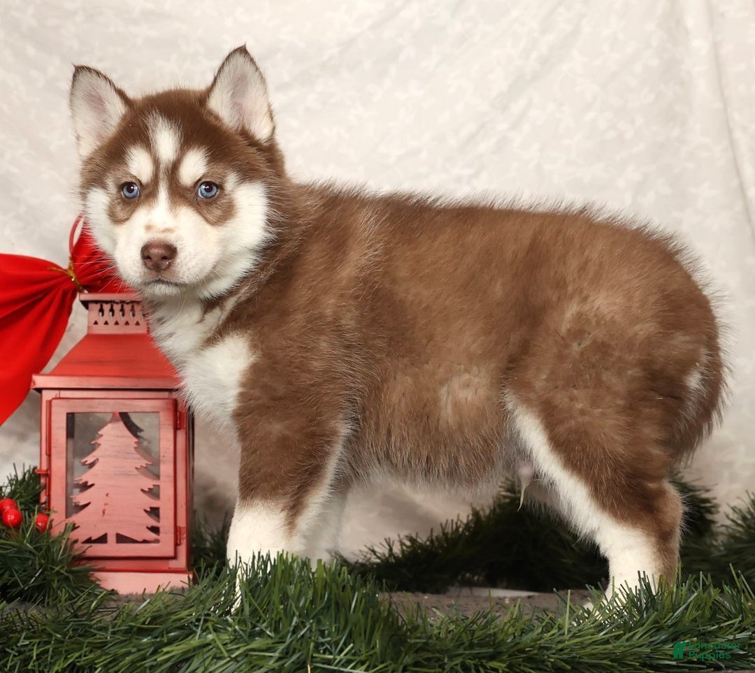 Siberian Husky dogs for sale: Rudolph - Ad 5