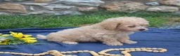 Bichpoo dogs for sale: Coach - Ad 7