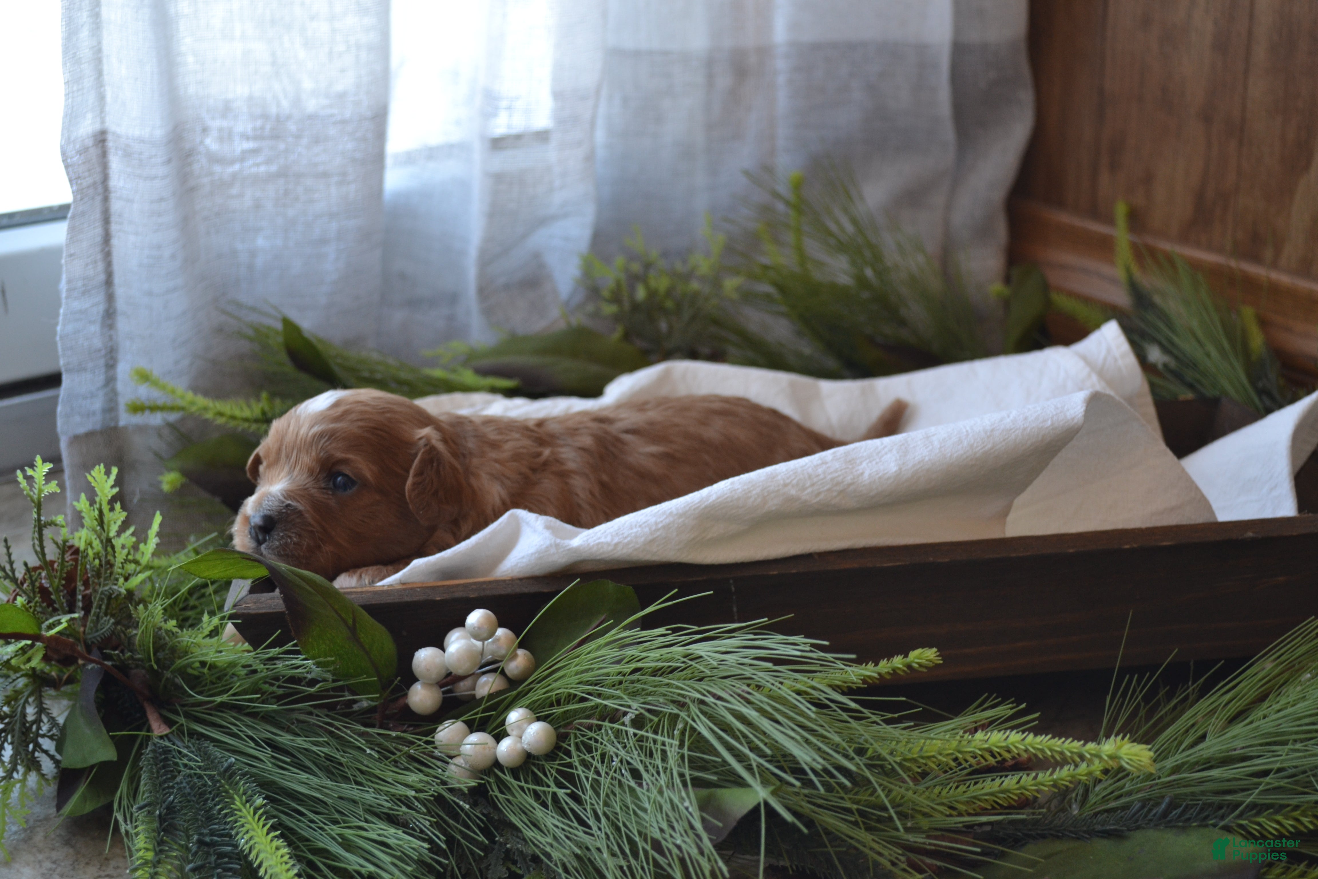 Cavapoo dogs Griffin - Ad 1