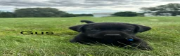 Labrador Retriever dogs for sale: Gus - Ad 16