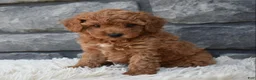 Toy Poodle dogs for sale: Cuddles  - Ad 7