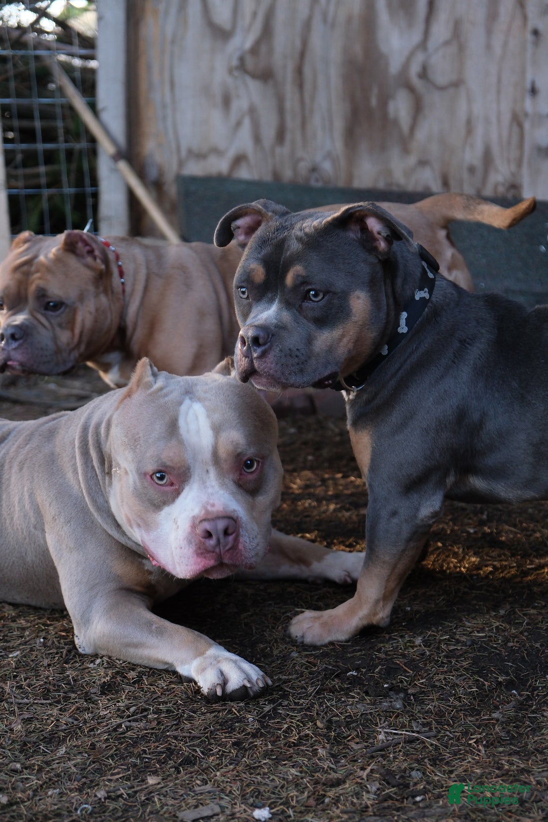 Gallery Image {{count}}