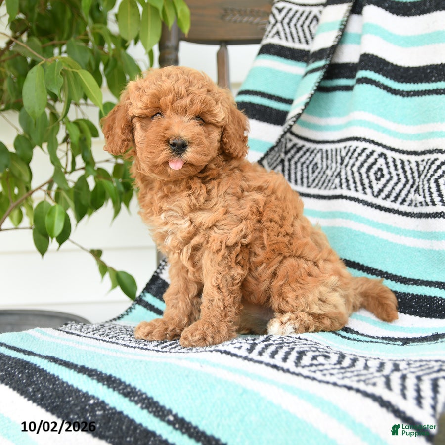 Miniature Poodle dogs Tamie - Ad 1